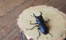 狙うならオオクワガタ！売れる昆虫、値段や注意点