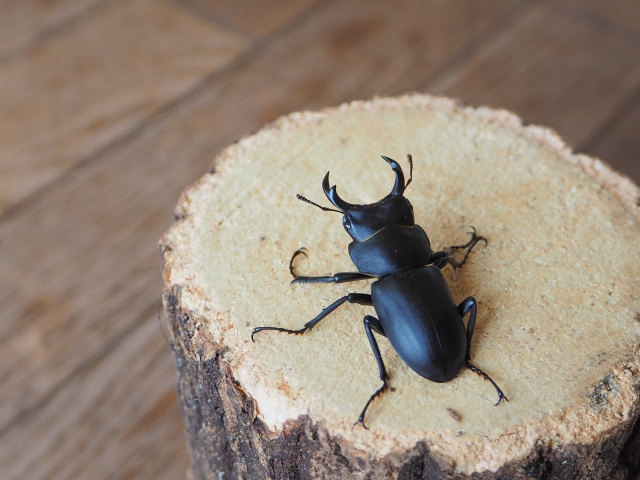 狙うならオオクワガタ！売れる昆虫、値段や注意点