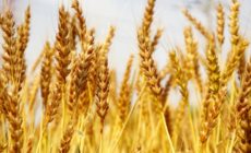 プレミア焼酎を定価で買う方法は存在する！