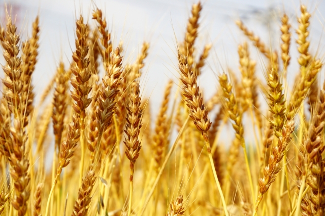 プレミア焼酎を定価で買う方法は存在する！