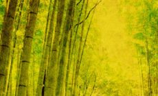 作品により高額買取も！屏風絵画家一覧