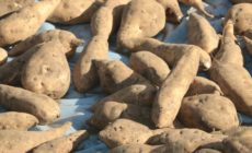 飲みやすく、味と香り豊かな芋焼酎。人気の7選！