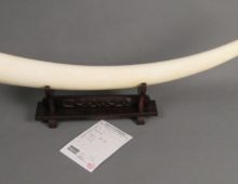 一本象牙 登録書付