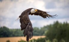 幻のゴローズ、プラチナヘッド全金大イーグルの買い取り価格は？